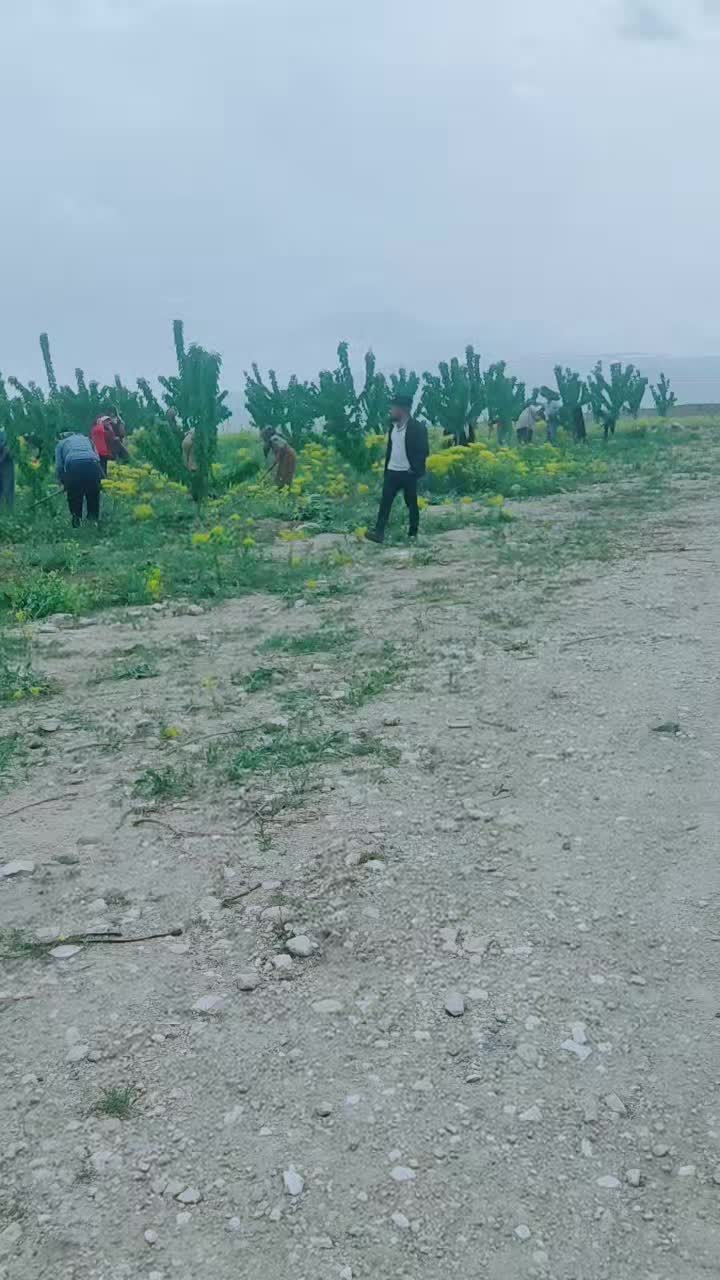 @mahmut çavuş