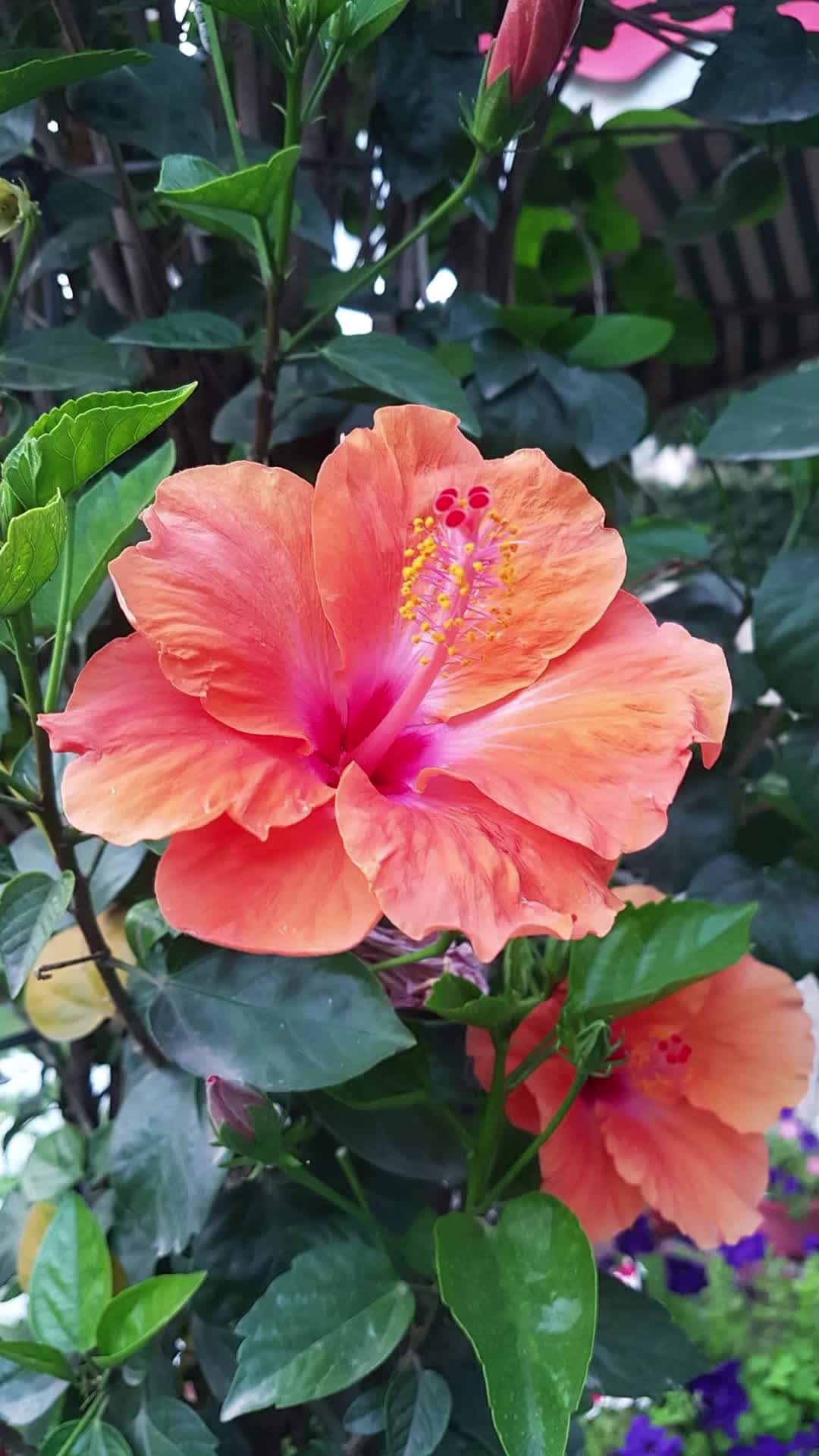 @💞Only_Flowers💞