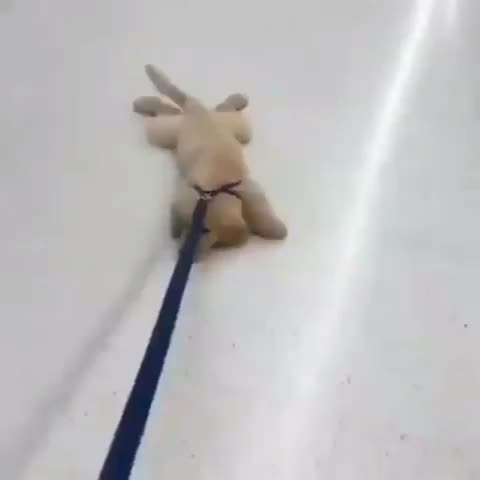 @pet_lover😍