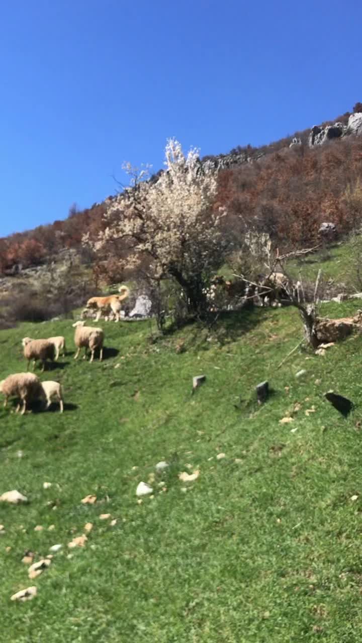@Indrit Morina