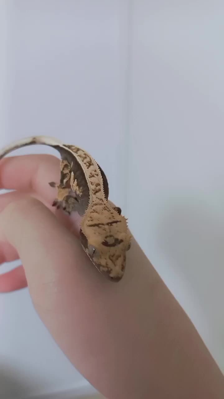 @호랑이서🐯