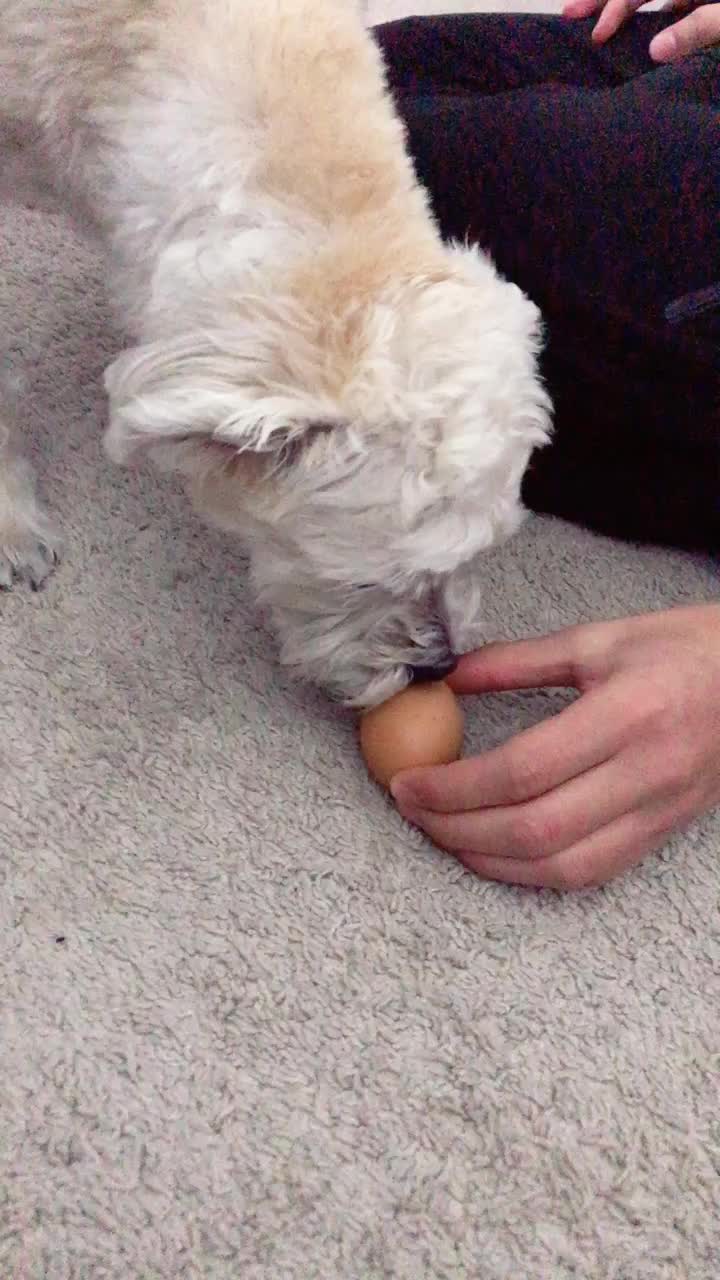 @Egg Boi