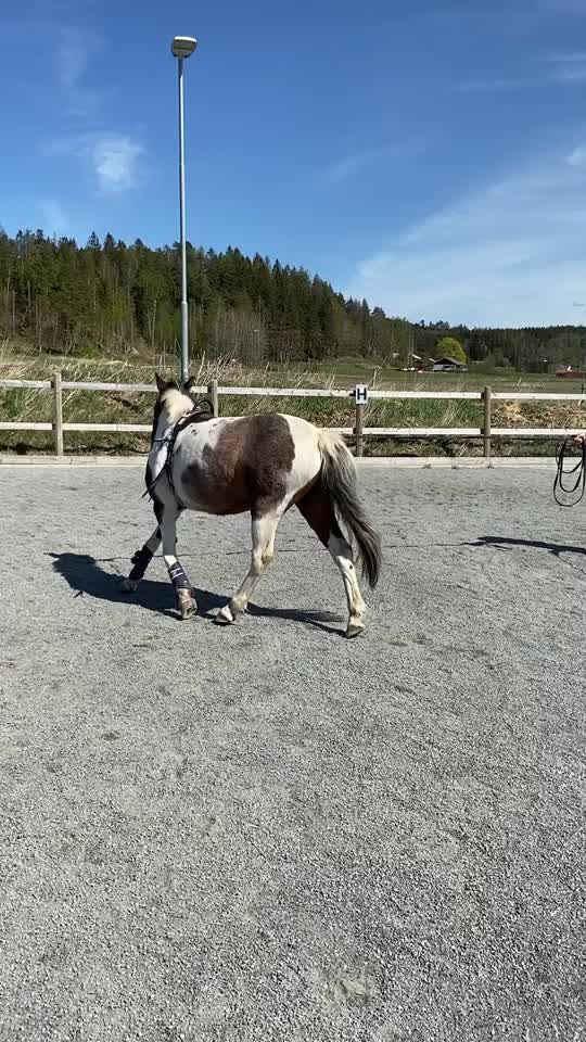 @Hästar