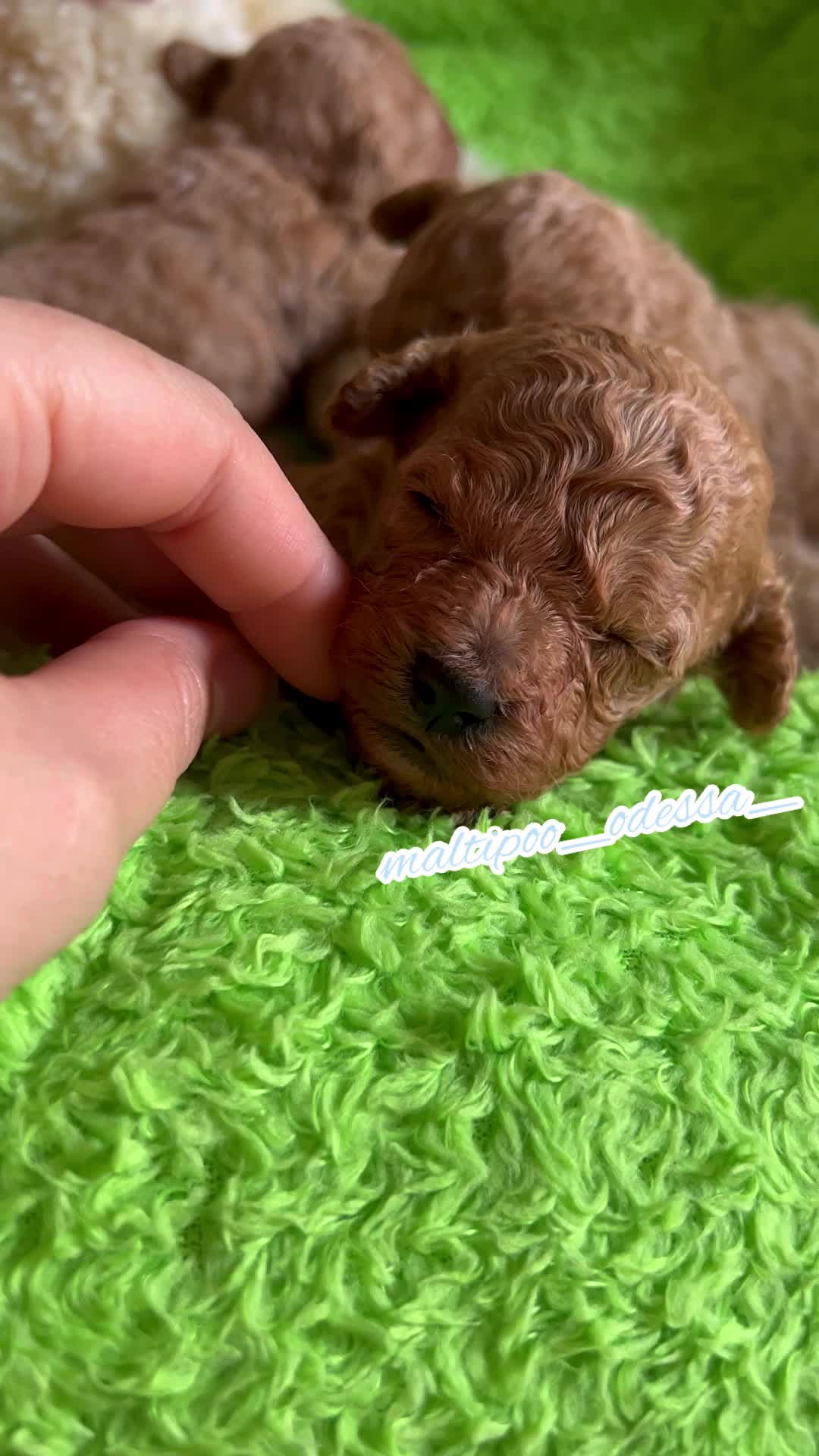 @maltipoo_odessa_