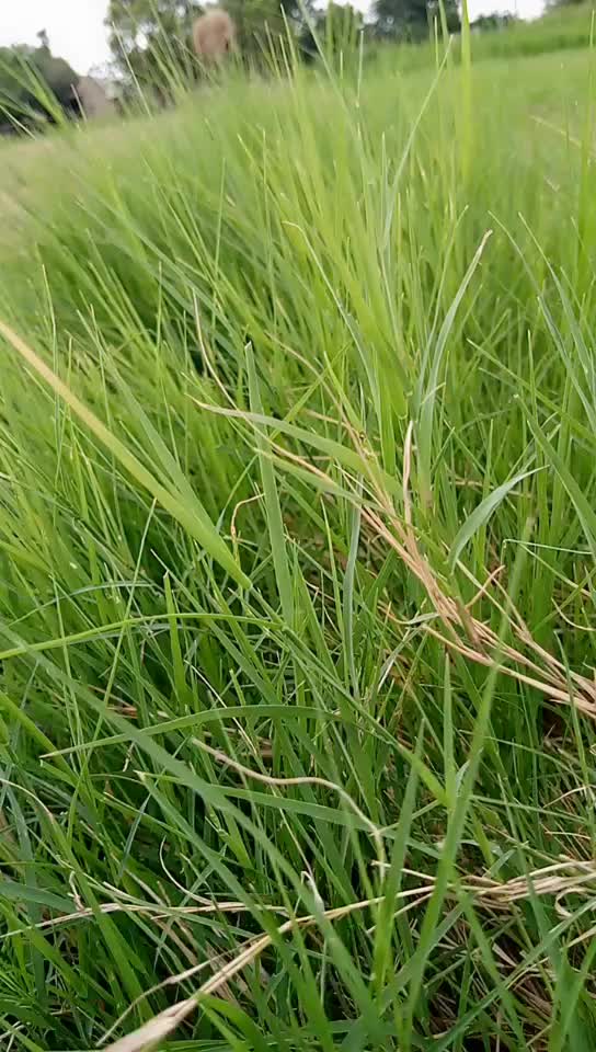 @🌹rangilo Thakor🌹