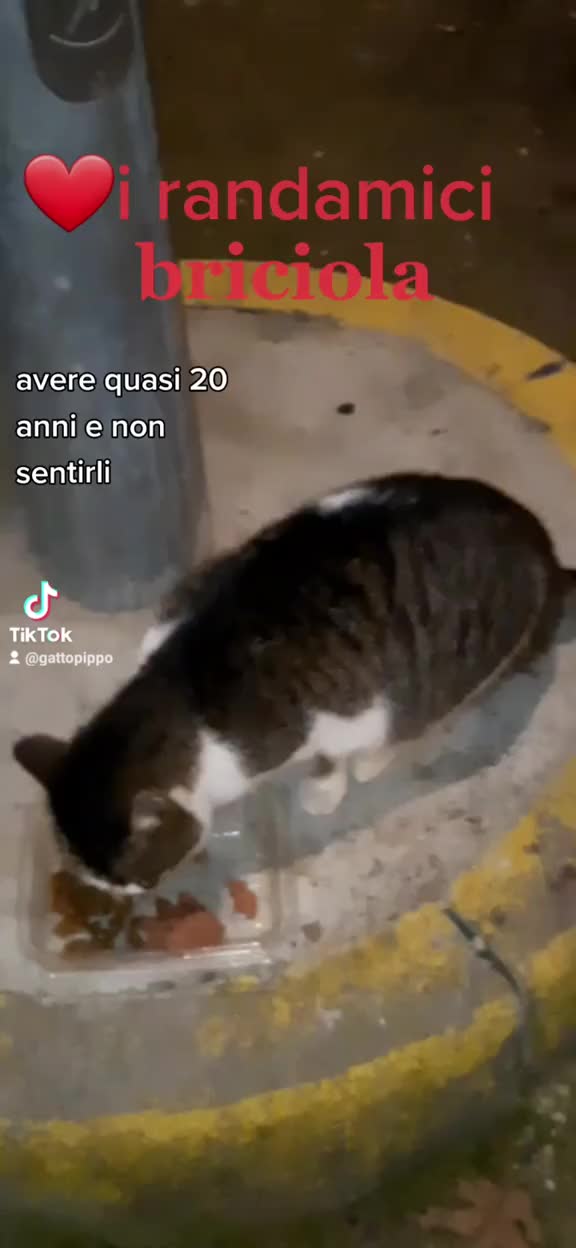 @gattopippo
