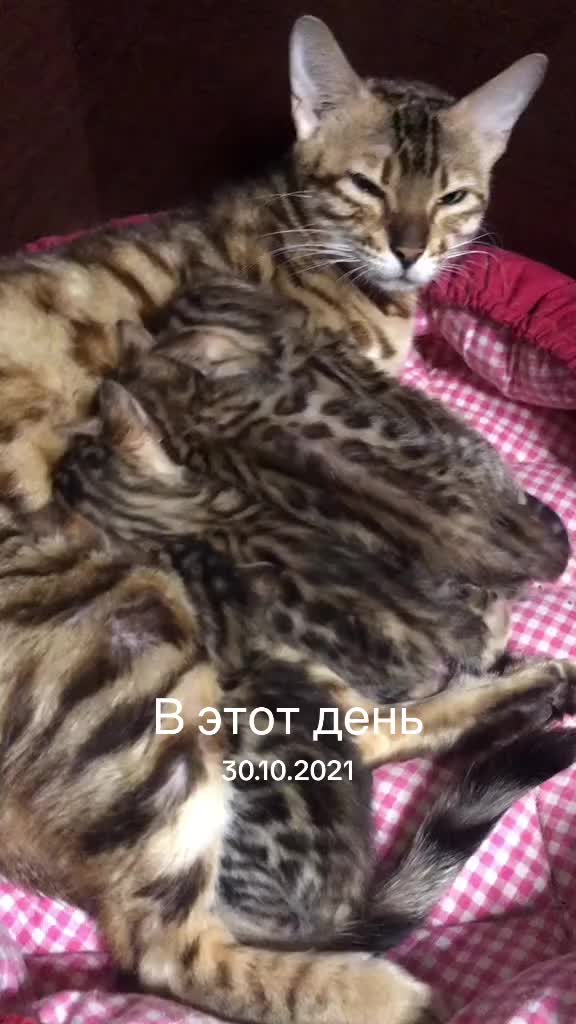 @Lemigans _cattery