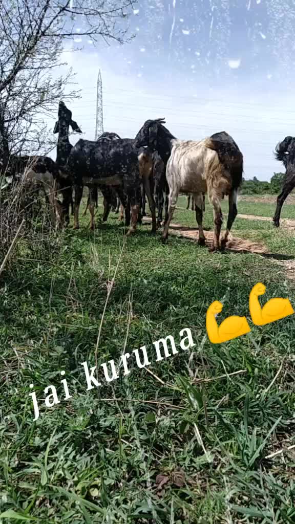 @Raju kuruma