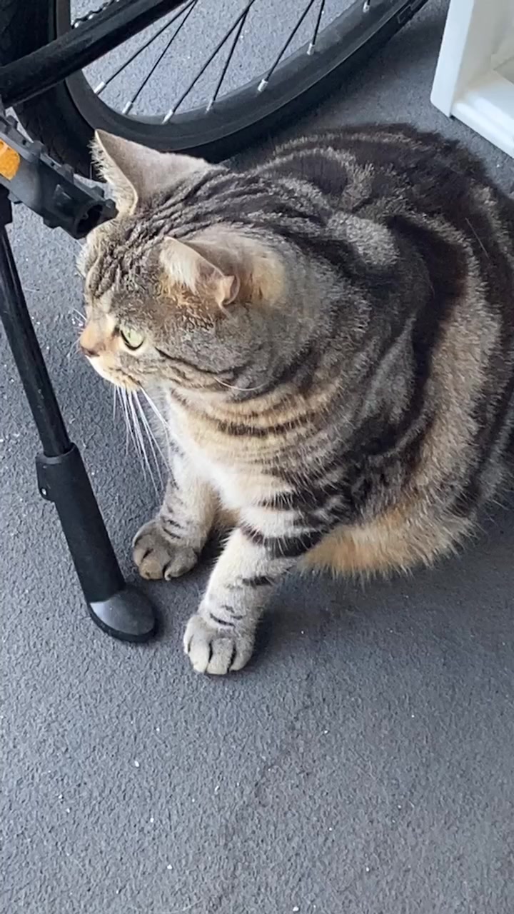 @Tabi.silvertabby