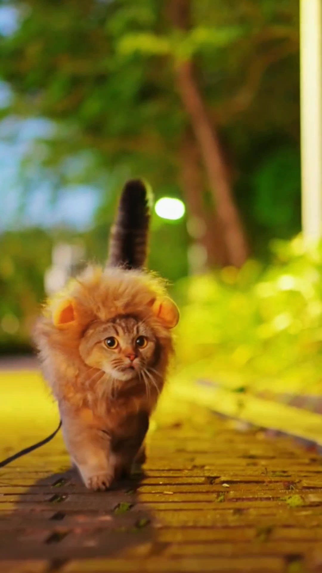 @ourpetsfriends