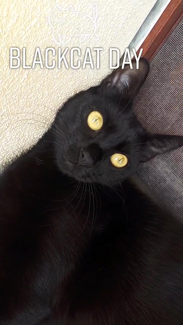 @Sia 🐱