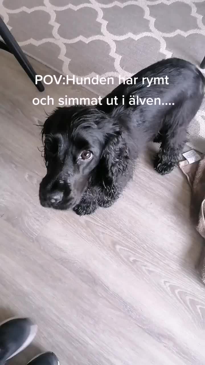 @Cockerspanielester