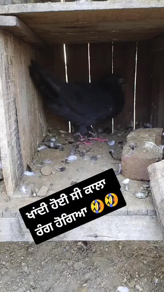 @Goldy1322