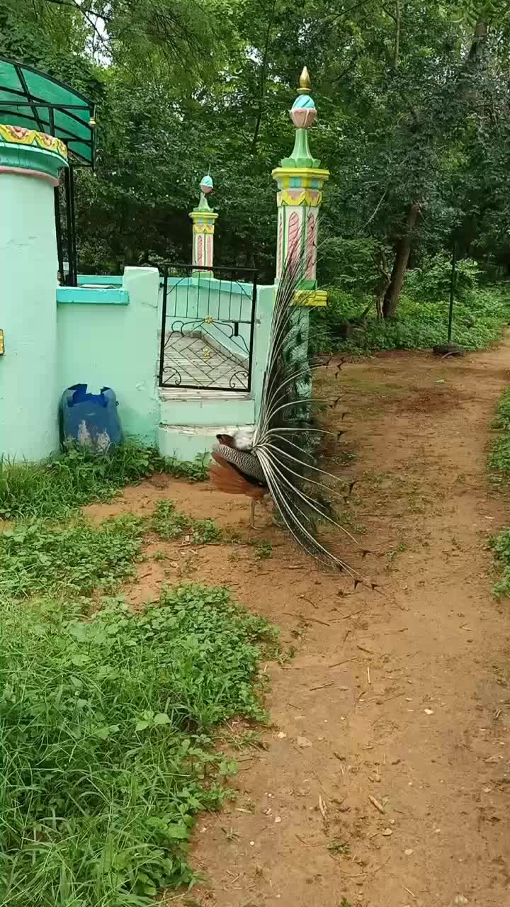 @Asif Meghrejiya