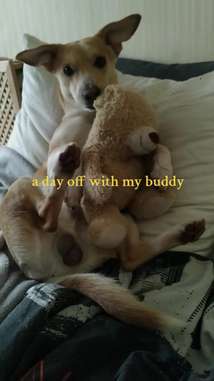 @Sheldonthedog