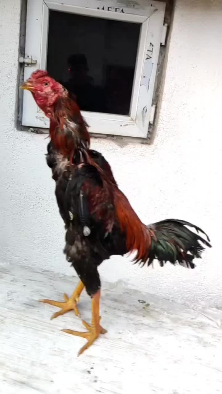 @Eyüp Şahin Yalman