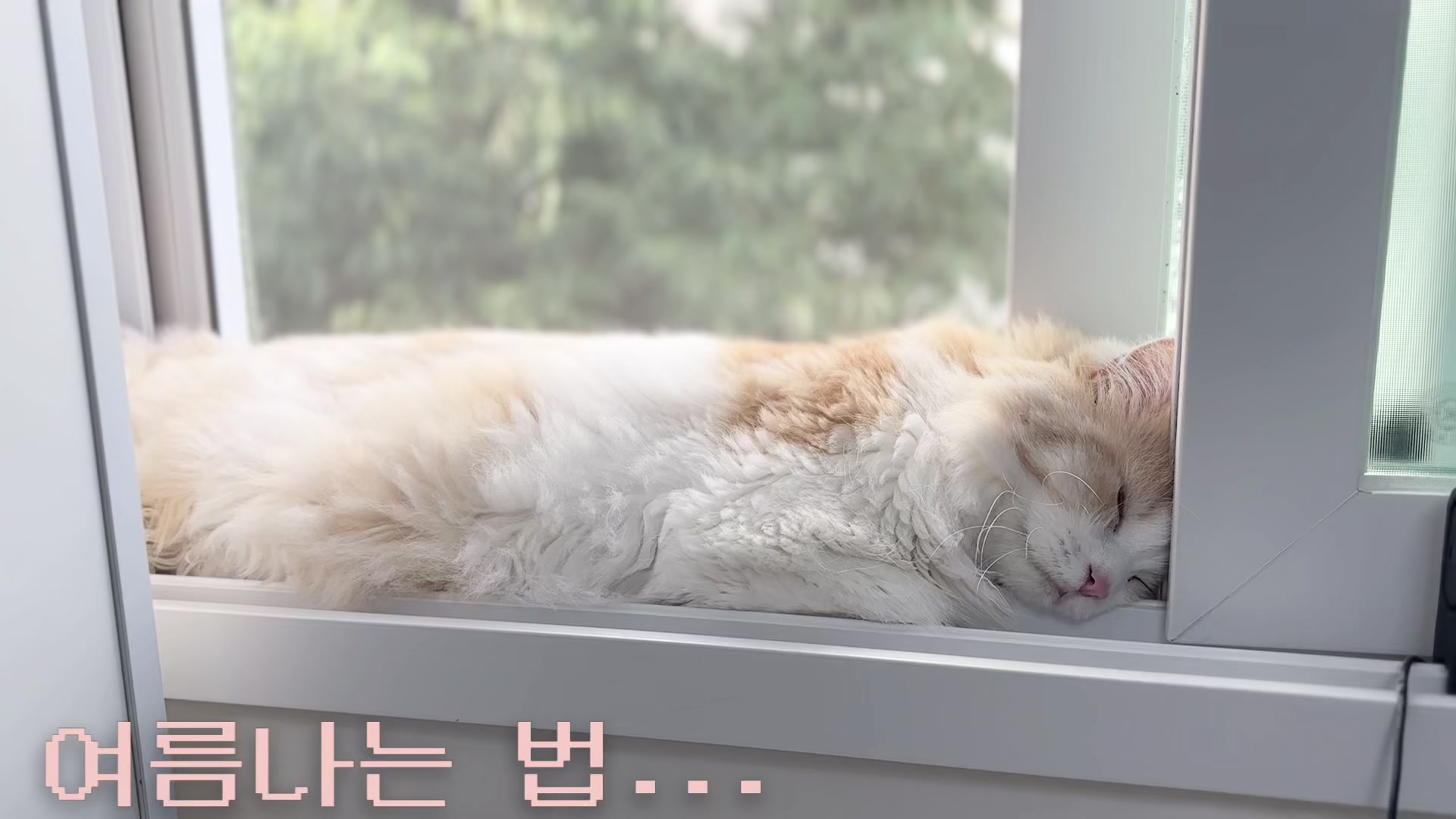 @4냥인생 Hunt 4 Life
