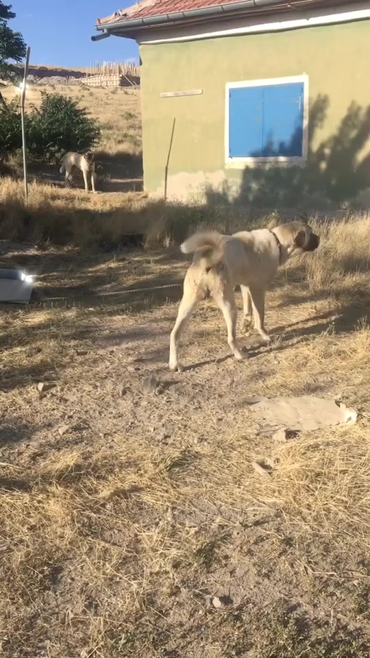 @01karaca02