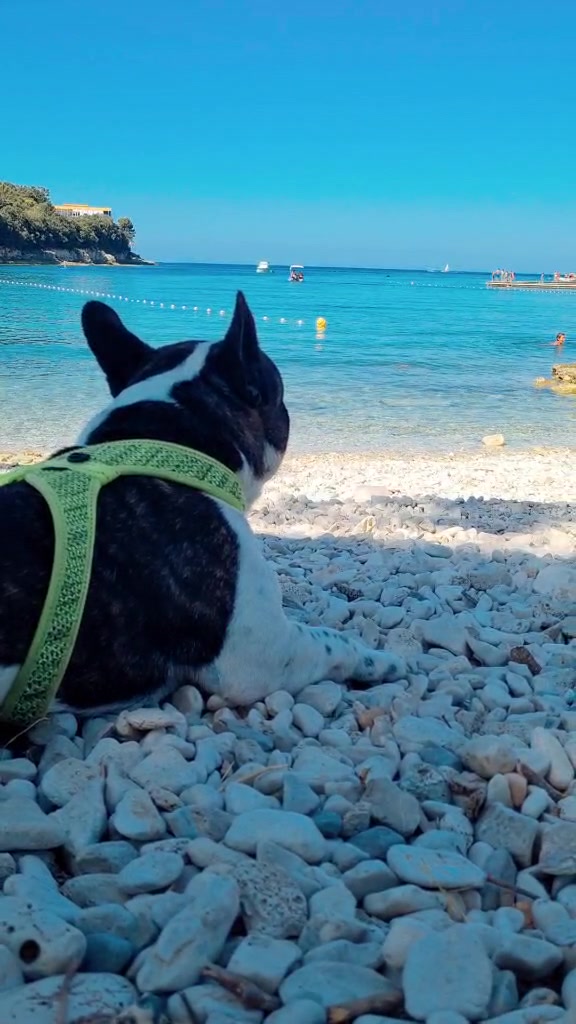 @odi_frenchie_