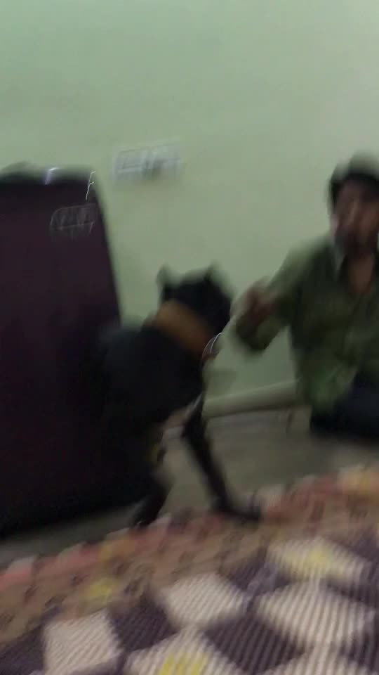 @champion dog cannel