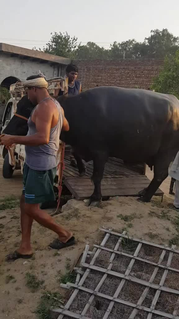 @Moostory