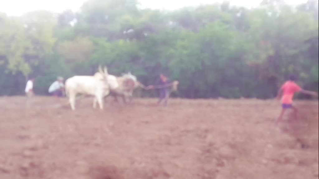 @bailgada sharyat