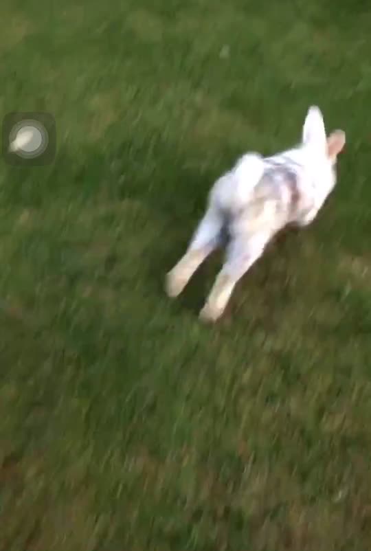 @🐰❤️