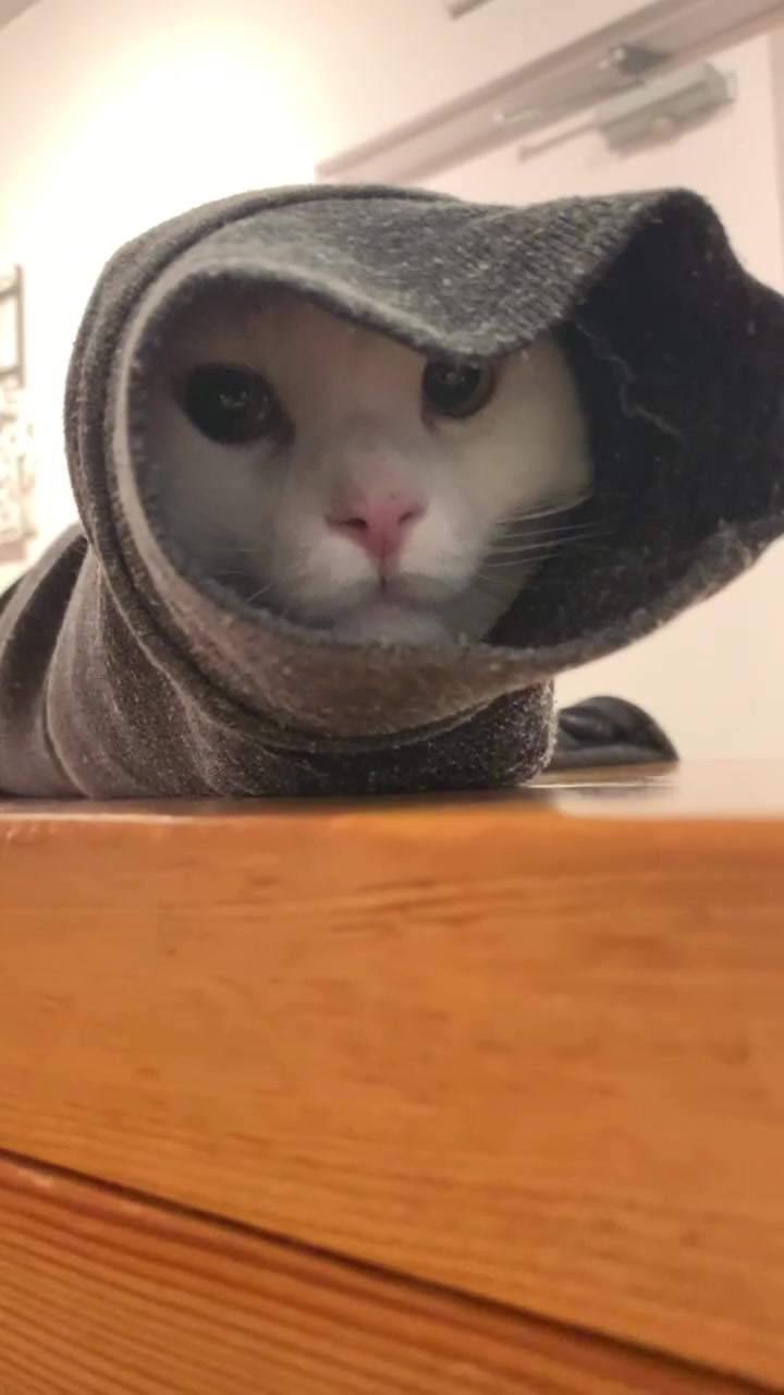 @Catfe