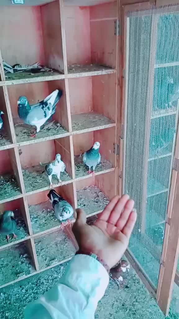 @@Đ75