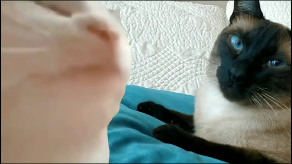 @Titan the Cat