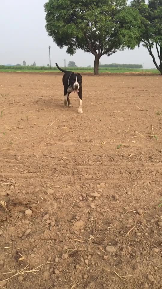 @ਪ੍ਰੀਤ ਸਿੰਘ