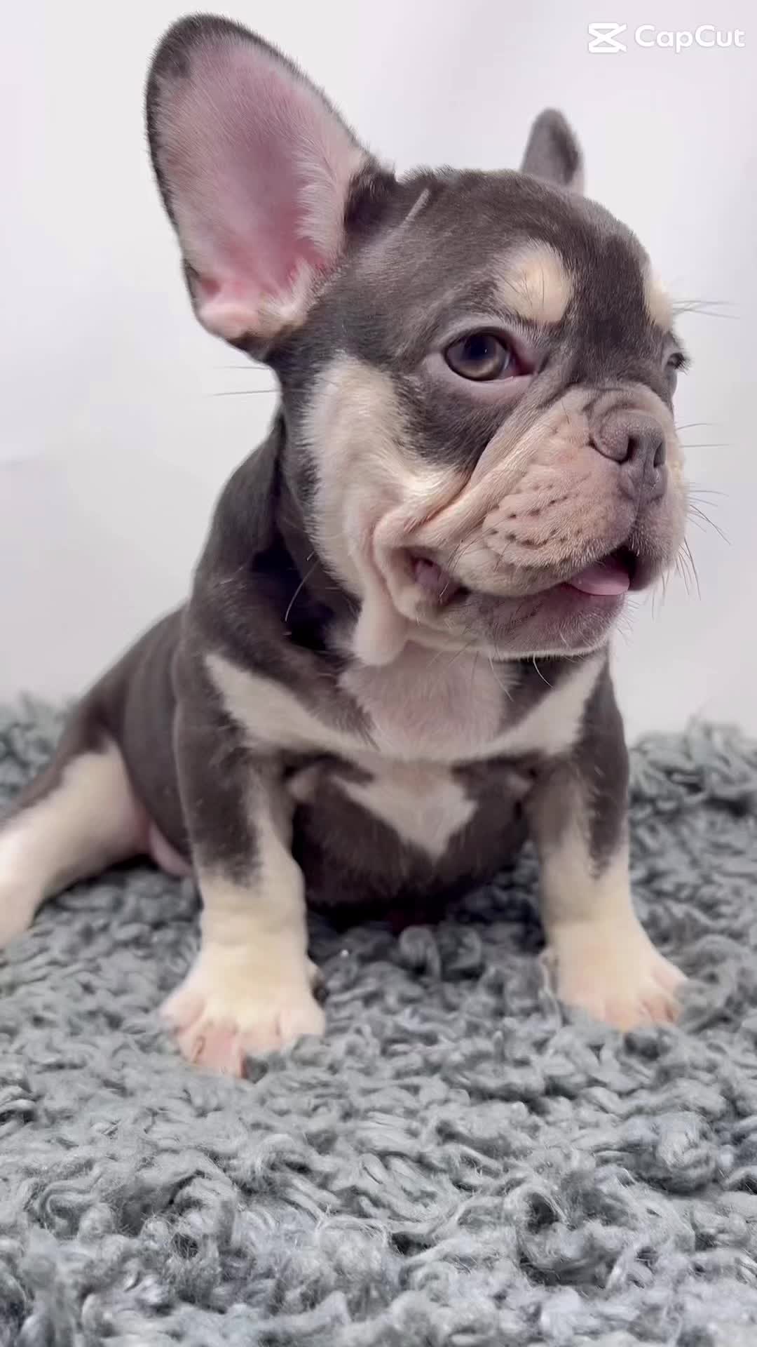 @Flatfacebullyz