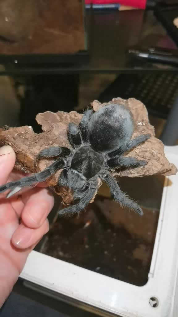 @angry_spider