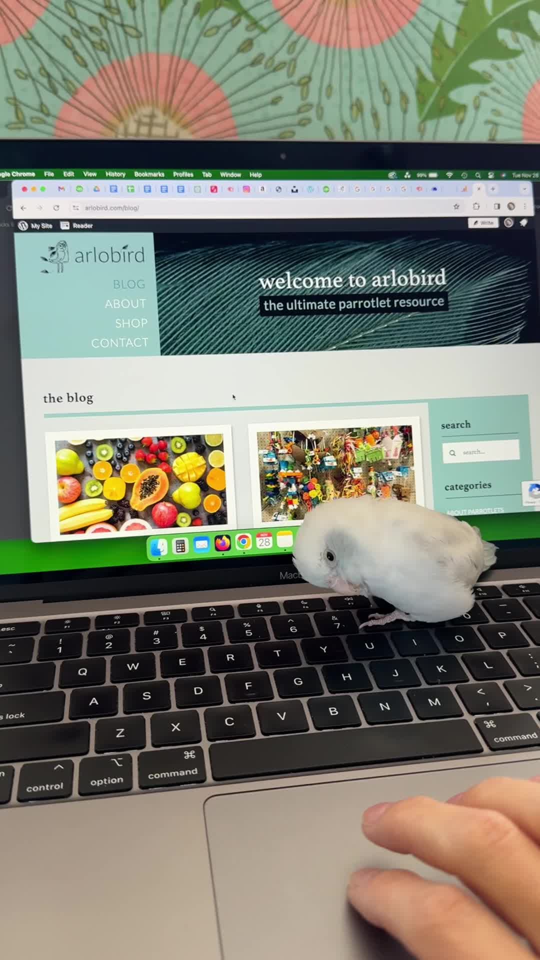 @arlobird