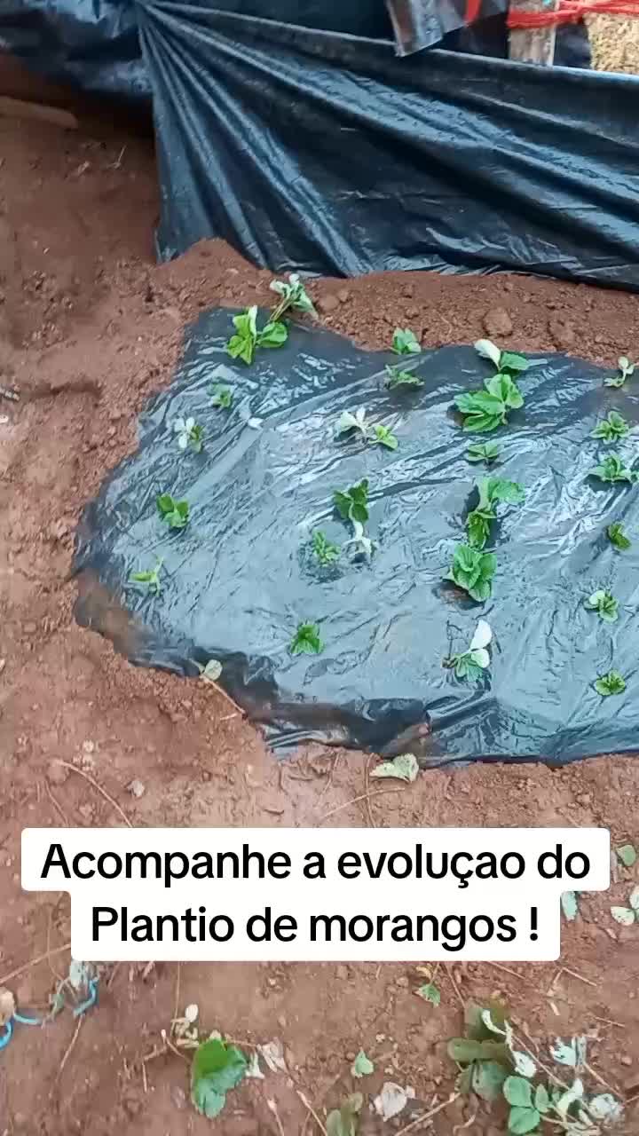 @GRATID&Atilde;O
