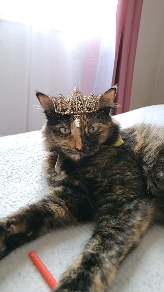 @Trini Cat