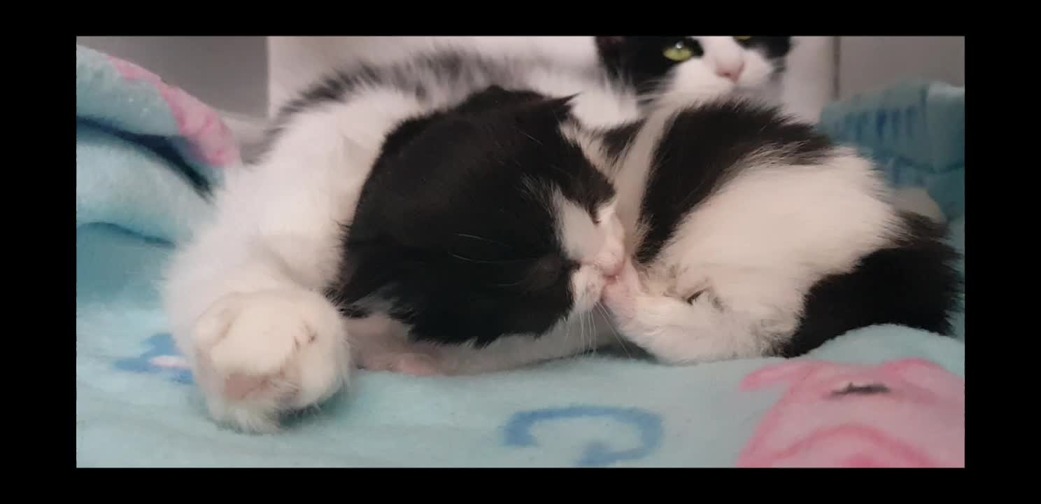 @storm.and.kittens