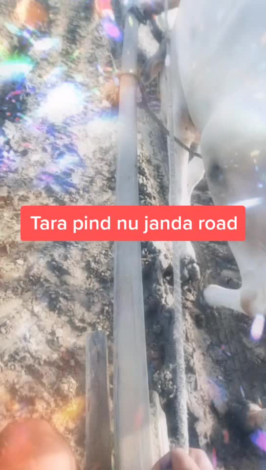 @💞🌟Nil jAAt KoDA🌟