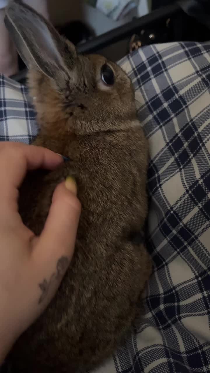 @Bugz_adventures 💙🐰