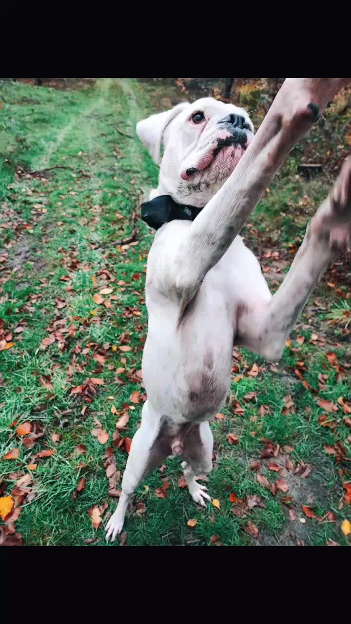 @proudboxermom