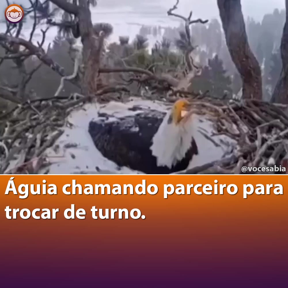 @Voc&ecirc;&ensp;Sabia?