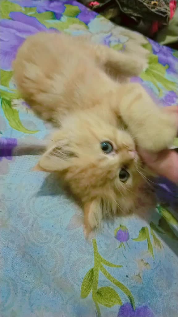 @humzaib