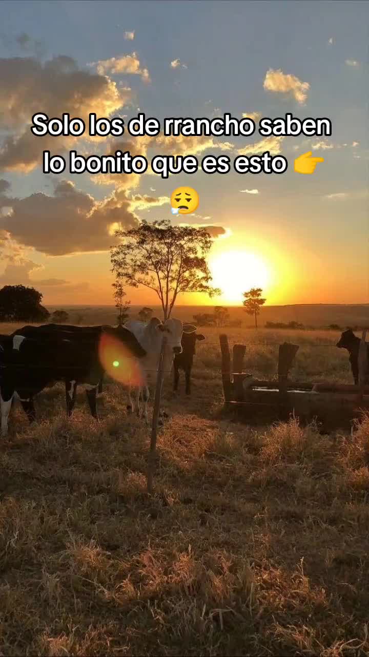 @Guillermo⚡☘️