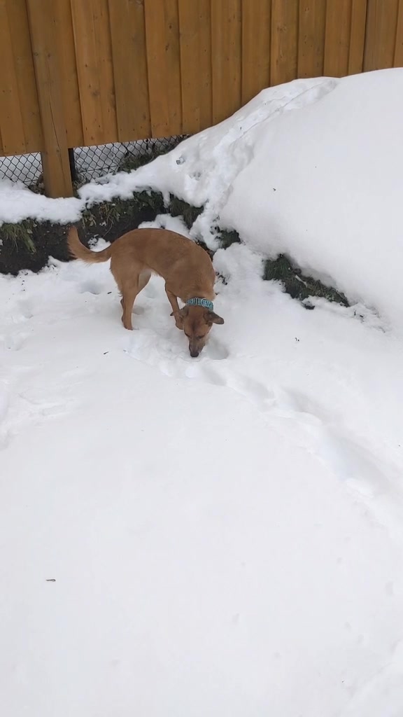 @vaguely.coonhounds