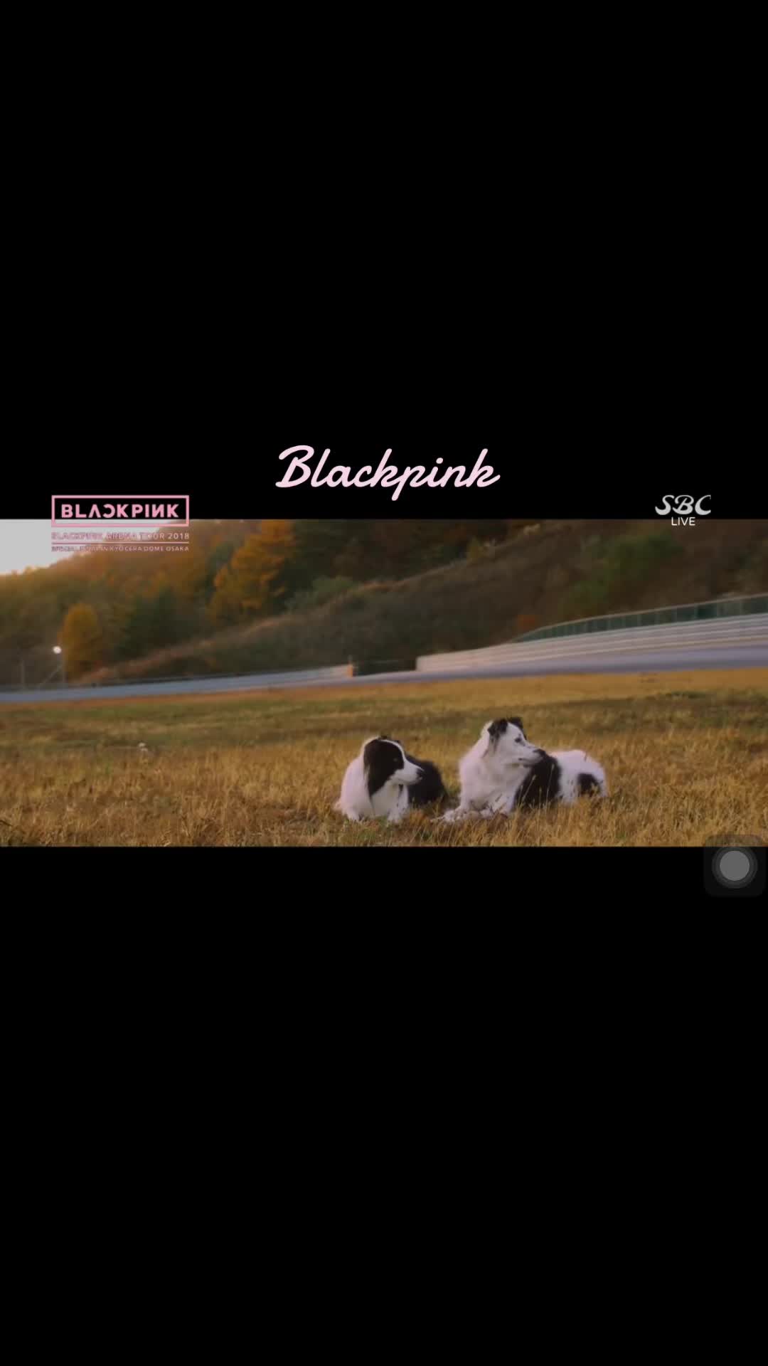 @Fan Blackpink