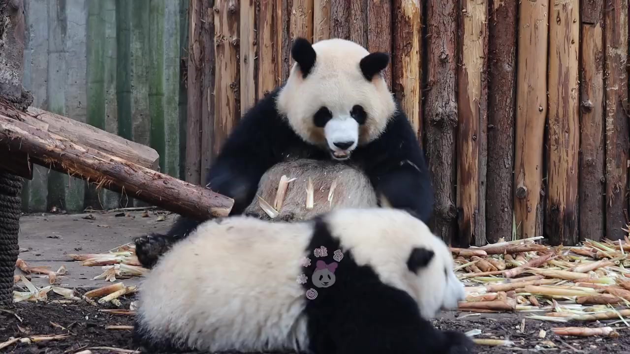 @Ởđ&acirc;yc&oacute;sựđ&aacute;ngiucủa HoaHoa 🌸