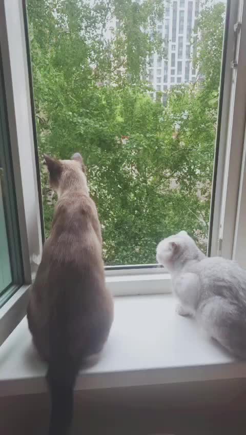 @tom_and_jessy_2