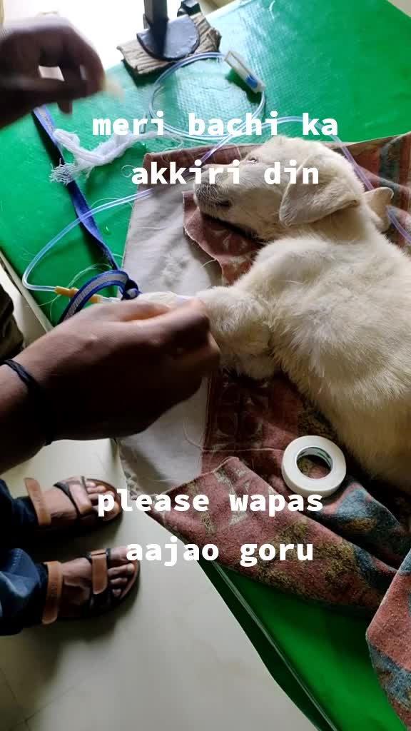@rajat thakur
