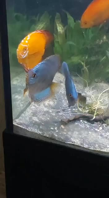 @South american cichlid