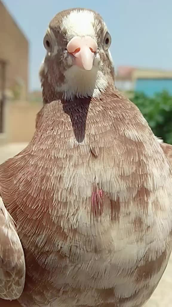 @user62700360440